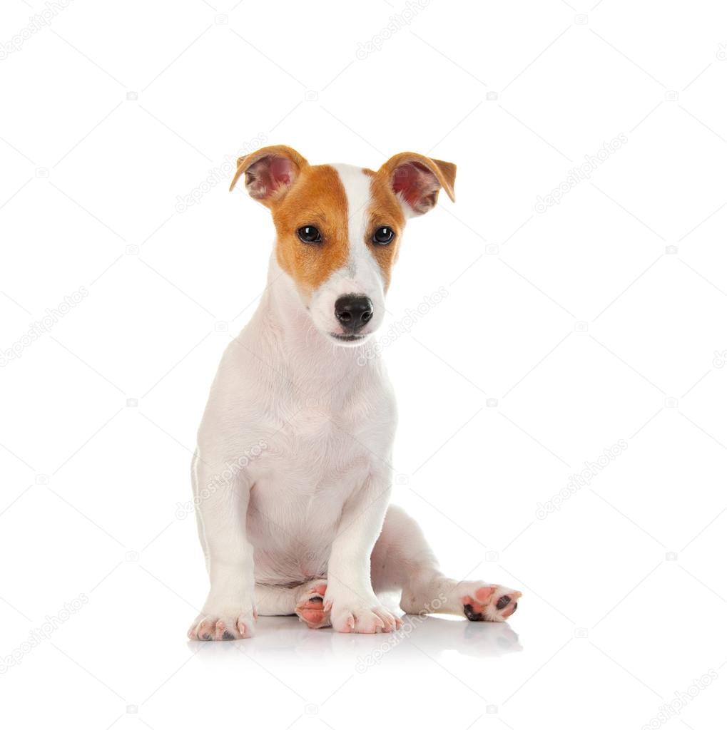 Jack russell terrier