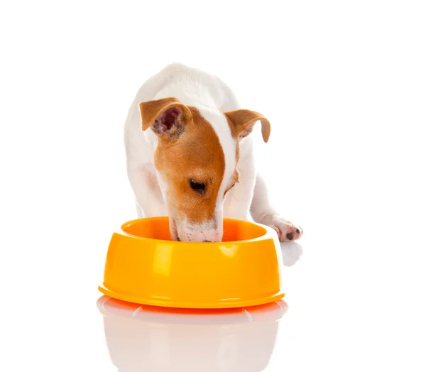 Jack russell terrier — Stock Photo, Image