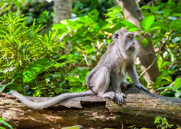 丛林里的猴子 — 图库照片