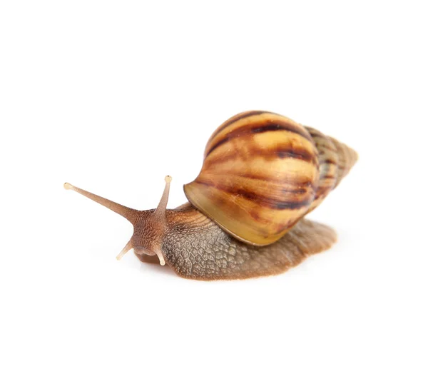 Garden snail isolated on white background. — Stock Photo, Image