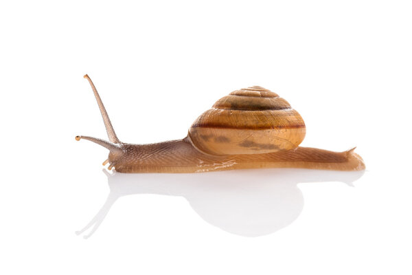 Садовая улитка на белом фоне
.