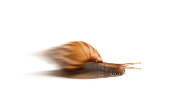 Garden snail isolated on white background. — Stock Photo, Image