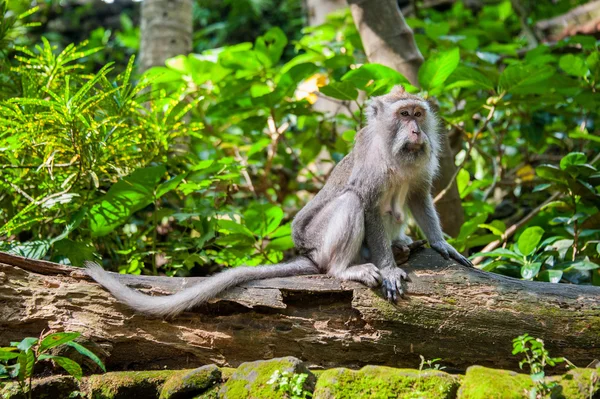 Monkey in the jungle — Stock Photo, Image