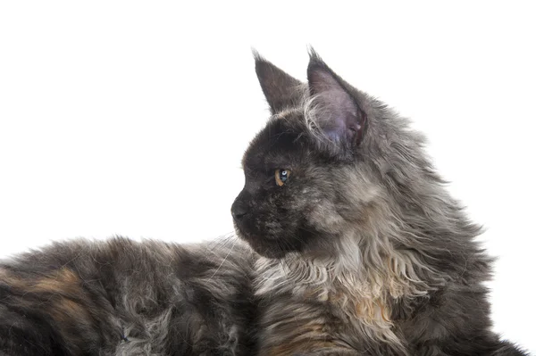 Maine Coon gato — Foto de Stock