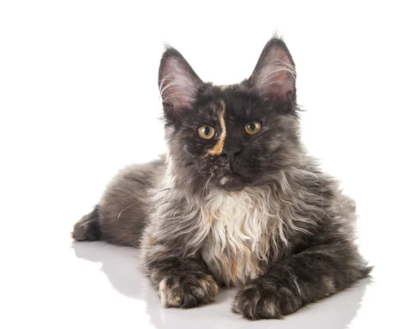 Maine Coon gato —  Fotos de Stock