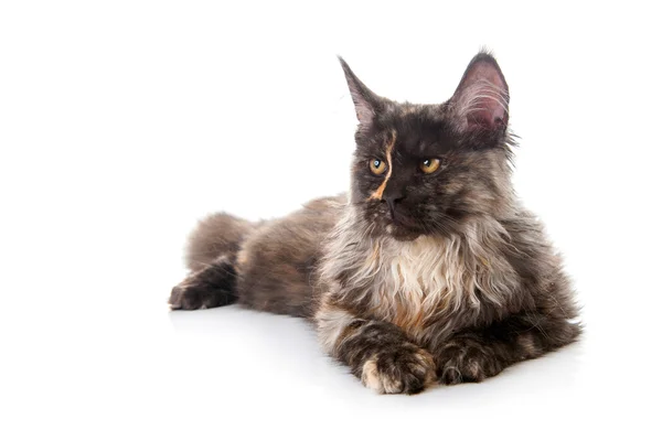 Maine Coon gato —  Fotos de Stock