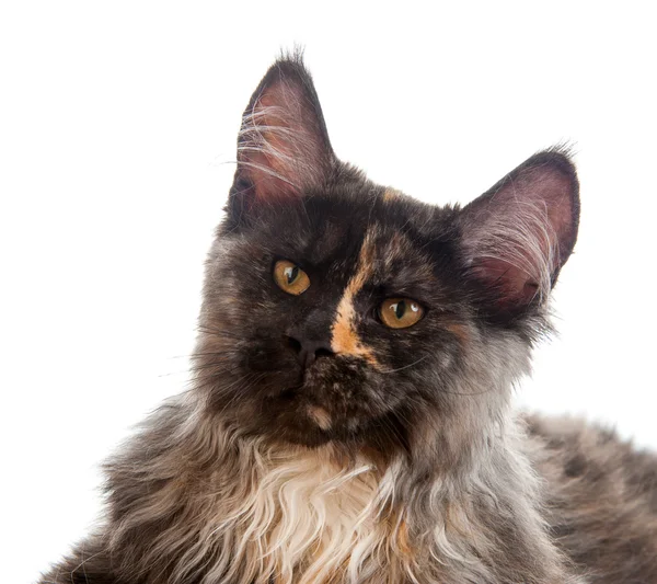 Maine Coon cat — Stock Photo, Image