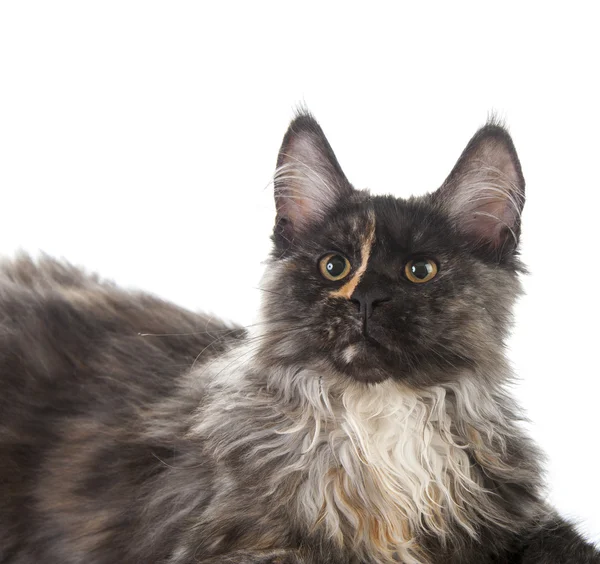 Maine Coon gatto — Foto Stock