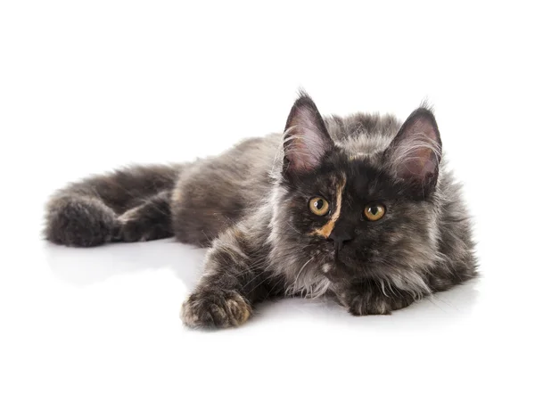 Maine coon cat Imagens Royalty-Free