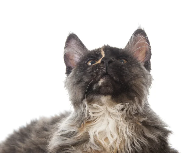 Maine Coon gatto — Foto Stock