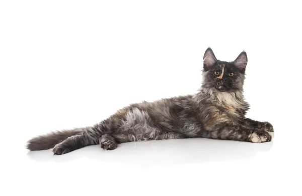 Maine Coon cat — Stock Photo, Image