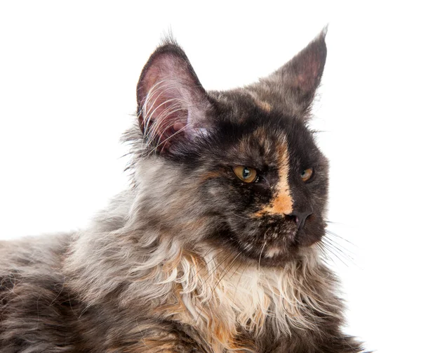 Maine coon kat — Stockfoto