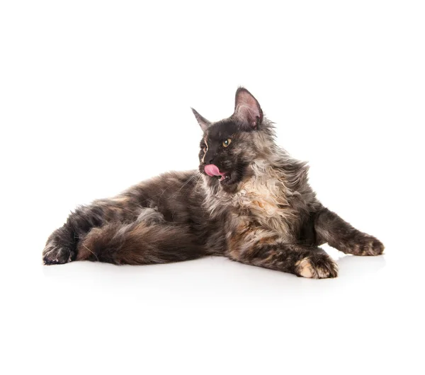 Maine coon kat — Stockfoto