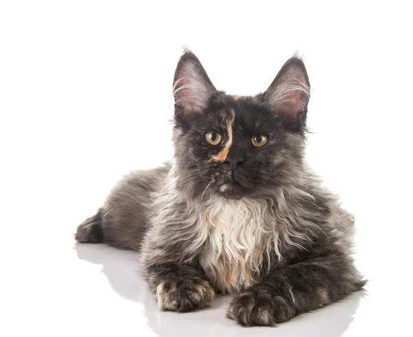 Maine Coon gato — Foto de Stock