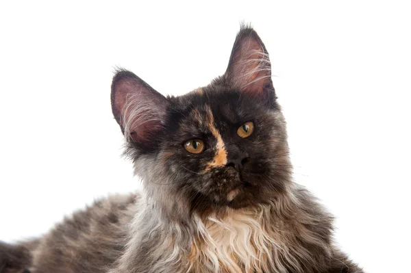 Maine coon kat — Stockfoto