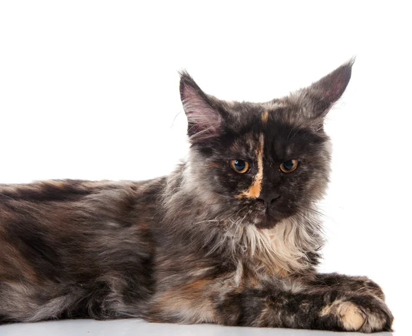 Maine coon kat — Stockfoto