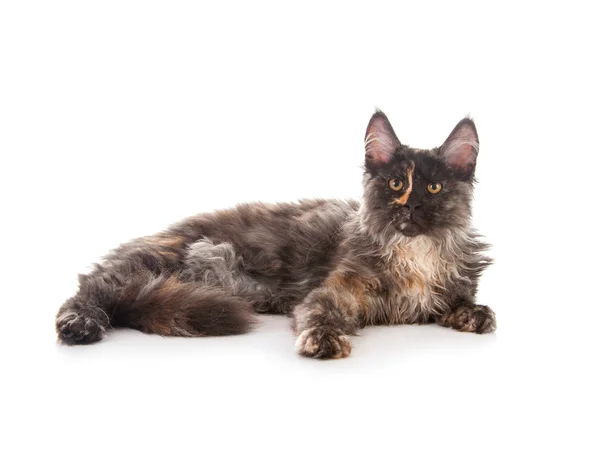 Maine Coon gato — Foto de Stock