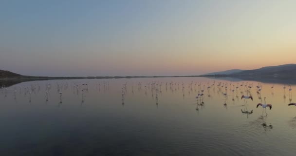 Flamingos lyfter från sjön — Stockvideo