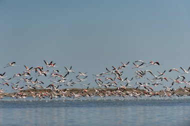 Flamingo sürüsü 