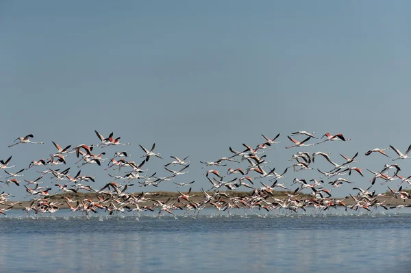 Flock of flamingos — Stock Photo, Image