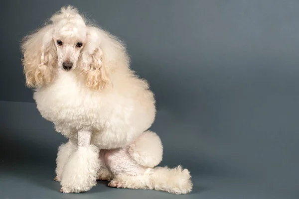 Hermoso Caniche Blanco Pie Sobre Fondo Gris Espacio Para Texto —  Fotos de Stock