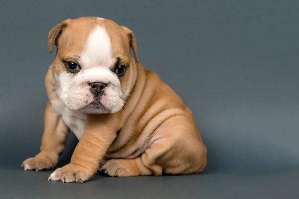 Inglés Bulldog Cachorro Sobre Fondo Gris Espacio Para Texto Fotos de stock