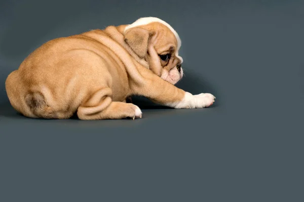 English Bulldog Puppy Gray Background Space Text — Stock Photo, Image