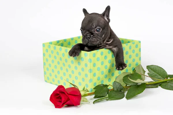 Dolce Cucciolo Bulldog Francese Scatola Presente Con Ros — Foto Stock