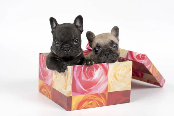 Dois Filhotes Cachorro Buldogue Francês Caixa Presente Fundo Branco — Fotografia de Stock