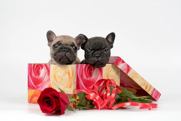 Dois Cachorros Buldogue Francês Caixa Presente Com Rosa — Fotografia de Stock