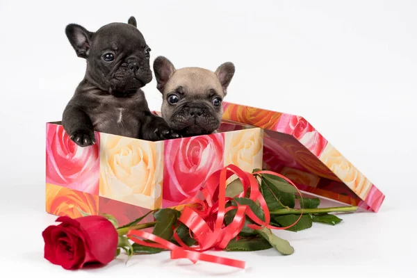 Twee Franse Bulldog Puppies Een Geschenkdoos Met Roos Witte Achtergrond — Stockfoto