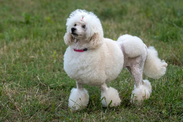 Beautiful White Poodle Standing Green Grass — Stock Photo, Image