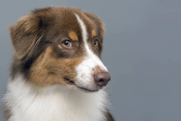 Portrét Australského Ovčáckého Psa Hledícího Vpravo Prostor Pro Text Stock Fotografie