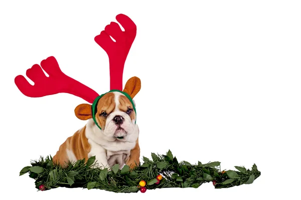 Kerstmis bulldog — Stockfoto
