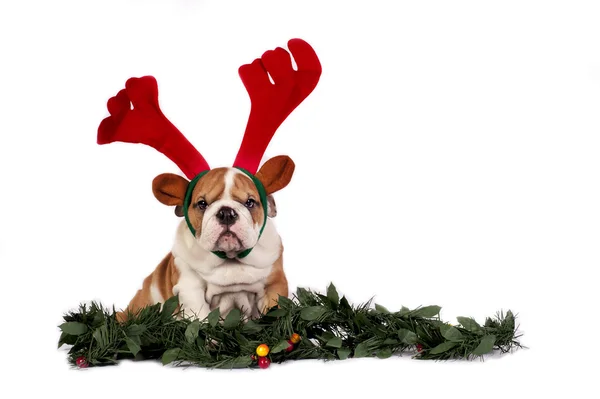 Bulldog de Navidad —  Fotos de Stock