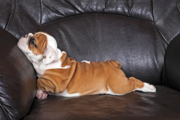 Cachorrinho inglês Bulldog Fotos De Bancos De Imagens