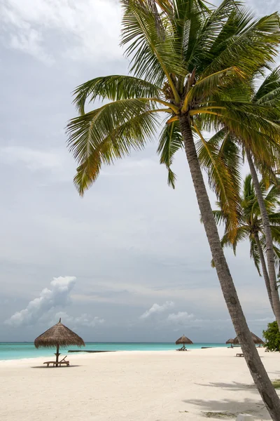 Maldives Tropical Beach Sun Loungers — Stock Photo, Image