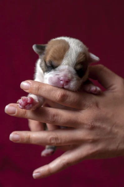 English bulldog puppy — Stock Photo, Image