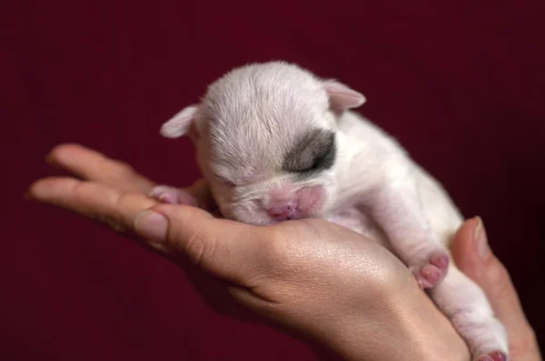 English bulldog puppy — Stock Photo, Image