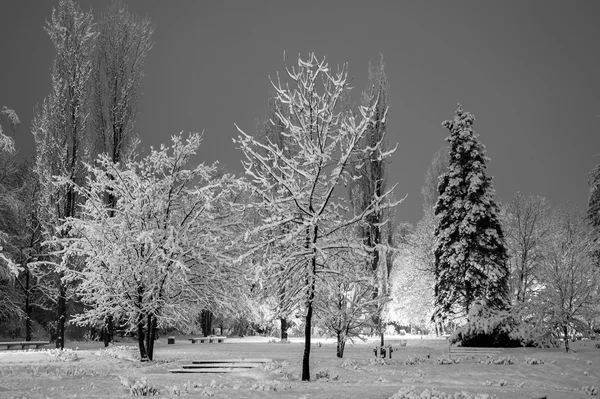 Parque de la ciudad de invierno por la noche . —  Fotos de Stock