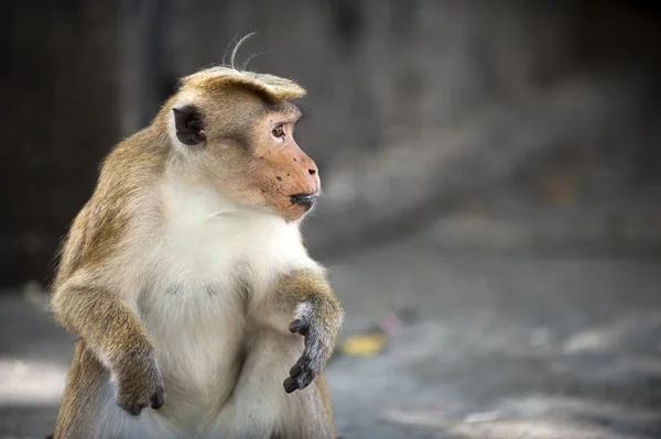 Macaco-macaco — Fotografia de Stock