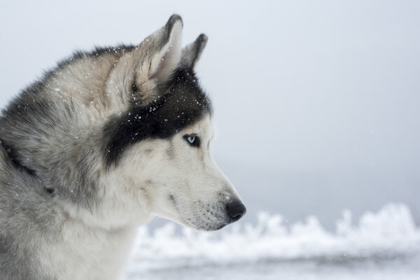 Profile portrait of a husky dog with blue eyes .
