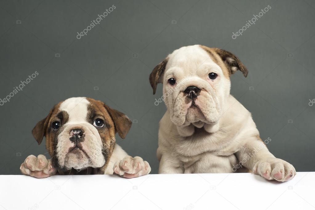 English bulldog puppies.