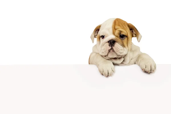 English bulldog puppy — Stock Photo, Image