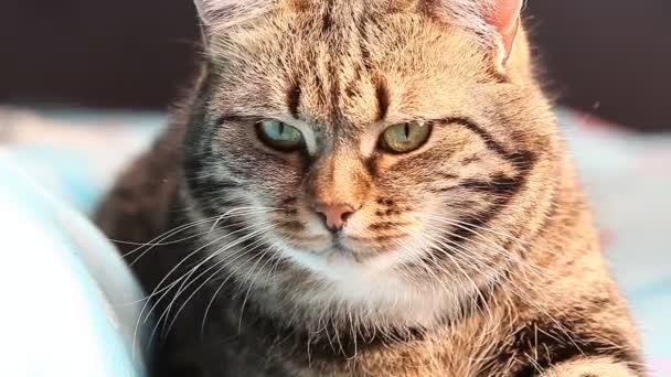 Europeiska tabby katt. nära håll sitter på sängen — Stockvideo