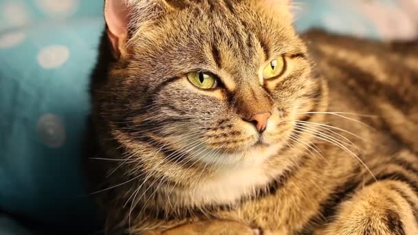 European tabby cat. close up sitting on the bed — Stock Video