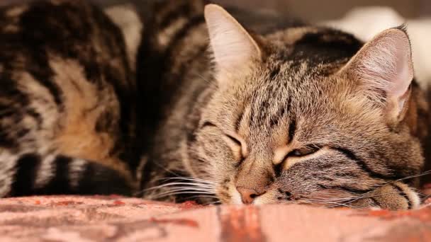Chat européen tabby. gros plan assis sur le lit 