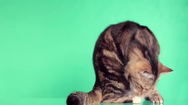 Handsome young cat sitting on a green background — Stock Video