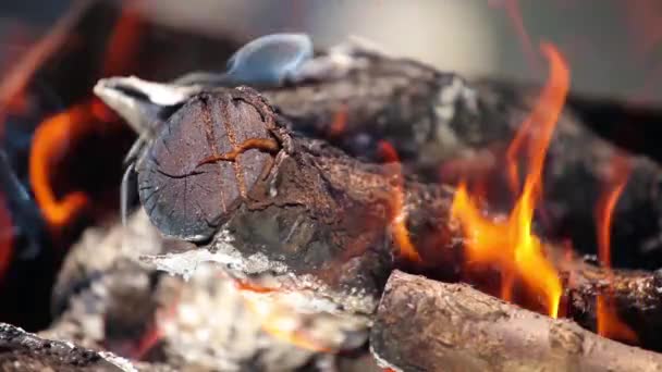 Branches de cerisier empilées dans un barbecue flammes rouge vif — Video