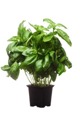 beyaz zemin üzerinde bir taze fesleğen bitki pot